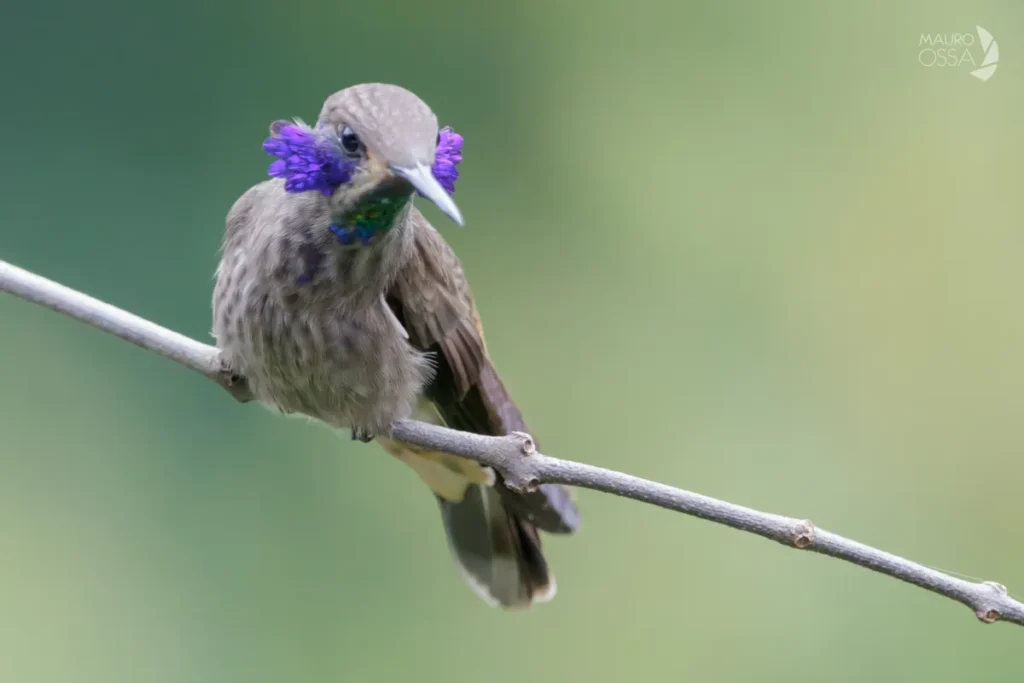 colibri